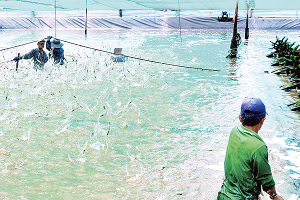 Thu hoạch tôm nuôi theo hình thức siêu thâm canh năng suất cao trên địa bàn huyện Ngọc Hiển, tỉnh Cà Mau. Ảnh: HỮU TÙNG