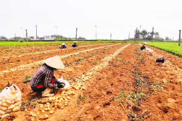 Trên các cánh đồng nhộn nhịp thu hoạch.
