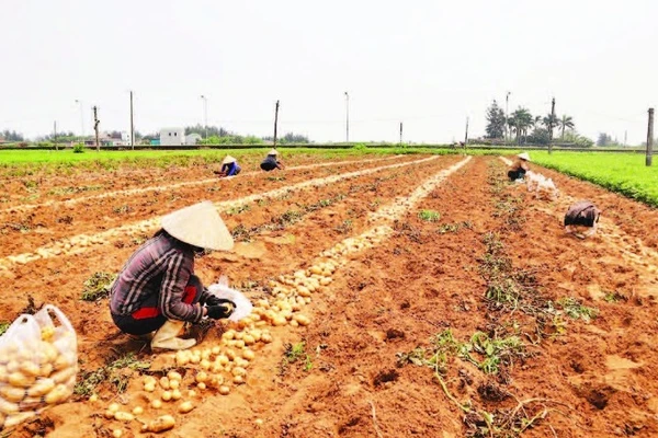 Trên các cánh đồng nhộn nhịp thu hoạch.