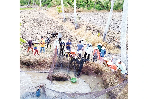 Thu hoạch cá đồng bằng hình thức chụp đìa. 