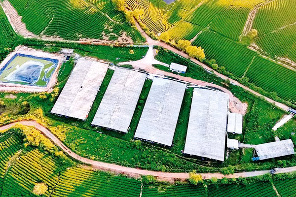Nhà xưởng chế biến chè được xây dựng trên đất nông nghiệp thuộc vùng nguyên liệu chè huyện Anh Sơn, tỉnh Nghệ An. Ảnh: QUANG DŨNG