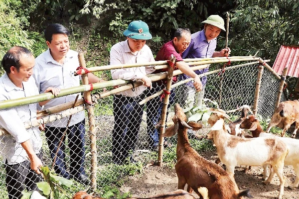 Mô hình chăn nuôi dê ở xóm Mỏ Chì, xã Cúc Đường, huyện Võ Nhai (tỉnh Thái Nguyên) mang lại hiệu quả kinh tế cao. (Ảnh CTV)