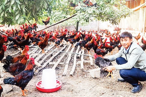 Bình quân giá trị sản xuất của một trang trại ở khu vực nông thôn của tỉnh Thái Nguyên đạt 2,2 tỷ đồng/năm. (Ảnh TÙNG LÂM)