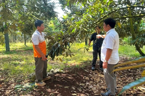 Vườn sầu riêng sử dụng cân đối phân bón vô cơ và hữu cơ của ông Trần Quang Tá, xã Ea Knuếc (Đắk Lắk).