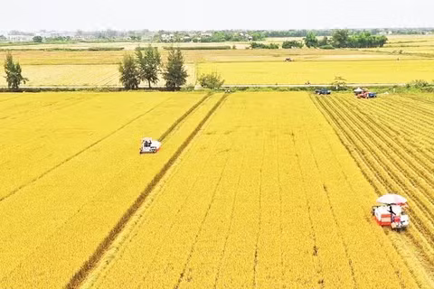 Thu hoạch lúa ở Đồng bằng sông Cửu Long. (Ảnh: TTXVN)