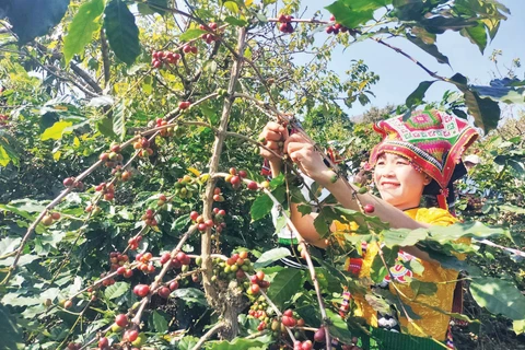 Nông dân Sơn La thu hoạch cà-phê.