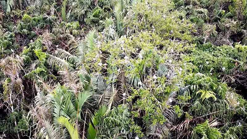 Vườn chim vạc quý hiếm ông Hai Chìa. 