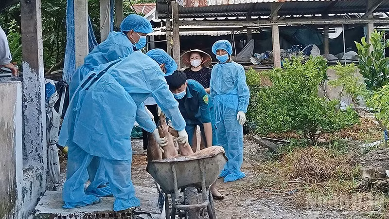 Lực lượng chức năng tiến hành tiêu hủy lợn bị bệnh. (Ảnh: CTV)