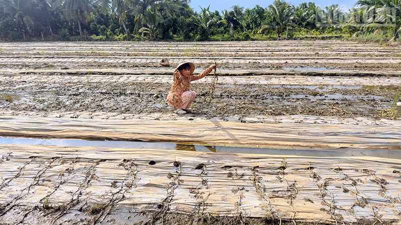 Chị Nguyễn Thị Trúc bên ruộng dưa tan hoang của mình. (Ảnh: BÁ DŨNG)