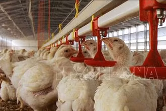 Dịch cúm gia cầm độc lực cao bùng phát ở Na Uy