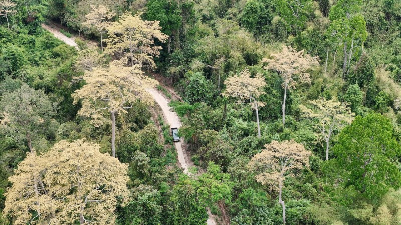 Diện tích rừng ở Khu Bảo tồn Đồng Nai đang được bảo vệ tốt.