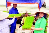 Gieo trồng lúa xuân bằng máy tại xã Phú Xuyên.