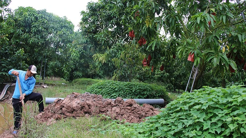 Nông dân Tổ hợp tác xoài Bà Két, xã Mỹ Thọ chủ động nhiều biện pháp bảo vệ vườn cây ăn trái. 