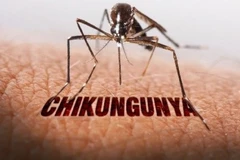 Singapore: Cảnh báo nguy cơ lây truyền virus chikungunya