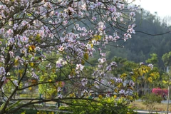 Hoa ban đua nở trên khắp các phố phường ở Điện Biên Phủ. (Ảnh: TTXVN)