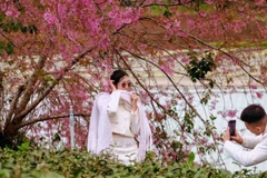 Du khách chụp hình check-in bên một cây mai anh đào bung nở rực rỡ tại đồi chè Cầu Đất. (Ảnh: TTXVN)