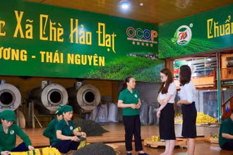 Người lao động Hợp tác xã chè Hảo Đạt (xã Tân Cương, tỉnh Thái Nguyên) đóng gói sản phẩm chè.