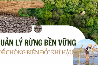 Quản lý rừng bền vững để chống biến đổi khí hậu
