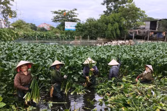 Người dân xã Phượng Dực (Hà Nội) vớt bèo tây. (Ảnh VŨ DUY)