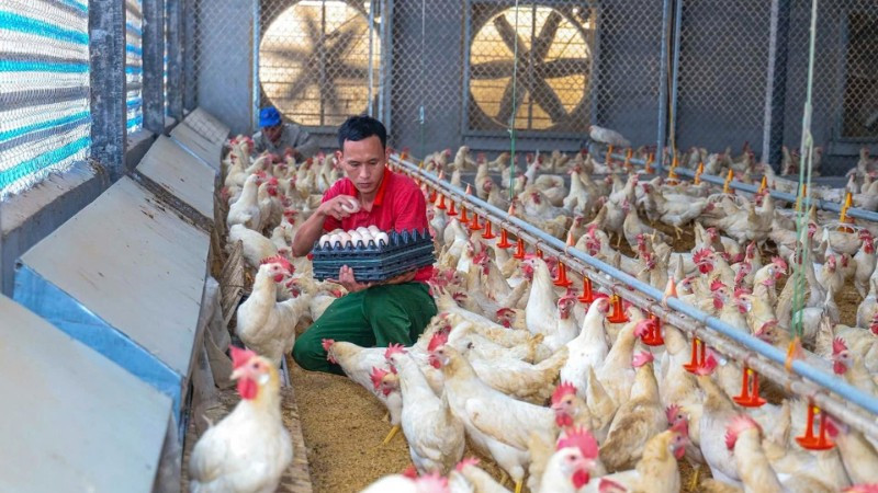 Trang trại chăn nuôi gà Ai Cập lấy trứng tại xã Tam Dương (Phú Thọ) được xây dựng theo mô hình khép kín, áp dụng công nghệ cao. (Ảnh TRÀ HƯƠNG)