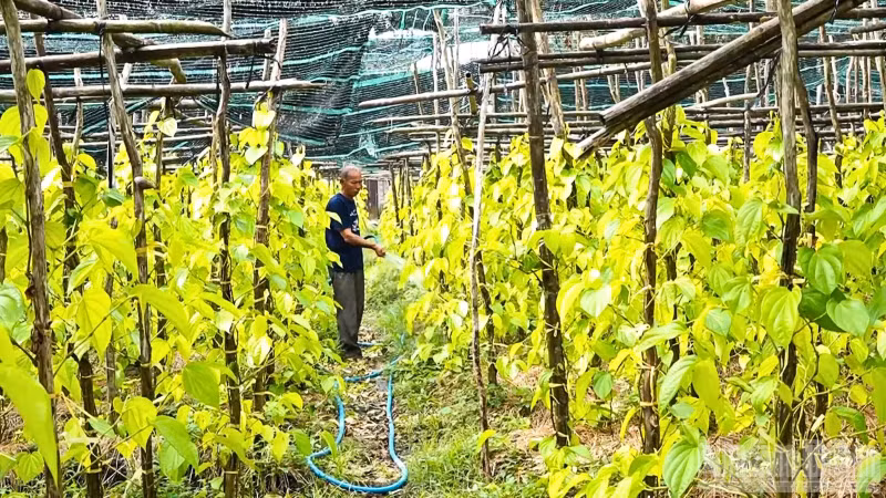 Liên kết sản xuất nâng cao thu nhập nông dân Tại hợp tác xã Trầu Vàng, việc liên kết sản xuất đã giúp người dân ổn định đầu ra.