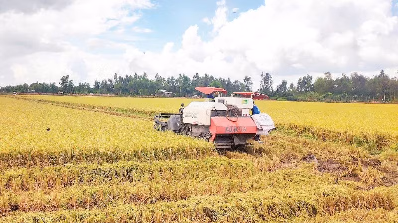 Thu hoạch lúa trên địa bàn tỉnh Đồng Tháp (Ảnh: MINH ANH)