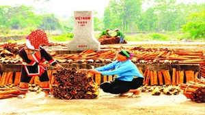 Khung cảnh biên cương Bình Liêu thêm thanh bình với hình ảnh người dân thu mua và phơi quế bên Cột mốc biên giới.