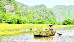 Trên cánh đồng Tam Cốc, có thuyền đưa đón du khách tham quan, thuyền lại chở niềm vui của một mùa vàng bội thu.