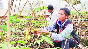 Chăm sóc cây sâm Ngọc Linh tại xã Măng Ri, tỉnh Quảng Ngãi.