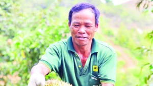 Người dân Lâm Đồng phấn khởi vào vụ thu hoạch sầu riêng.