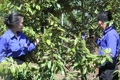 Hàng chục nghìn cây sầu riêng tại tỉnh Đắk Lắk và các tỉnh lân cận đã được gắn mã QR Code truy xuất nguồn gốc rõ ràng. (Nguồn HBVQLNTD)