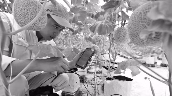 Với lợi thế công nghệ, thanh niên ngày nay hoàn toàn có thể tham gia hiện đại hóa nông nghiệp. Ảnh: TTXVN