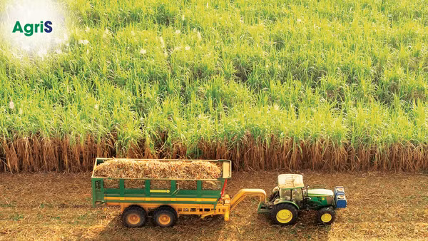 Những cánh đồng mía bất tận khiến Trần Nguyễn Huy Ninh ngỡ ngàng, thay đổi hoàn toàn cái nhìn về nông nghiệp hiện đại. Ảnh: AgriS