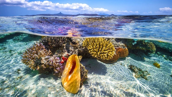 Đã đến lúc loài người chung tay cam kết cứu lấy đại dương.