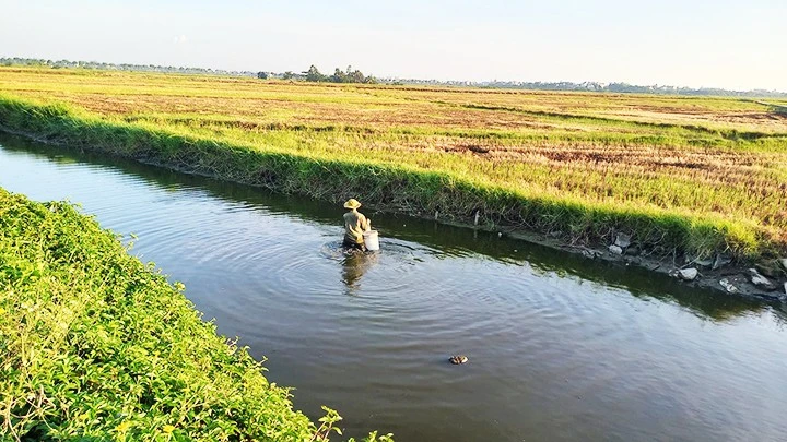 Mương thải đen kịt sát đồng lúa Hội An.