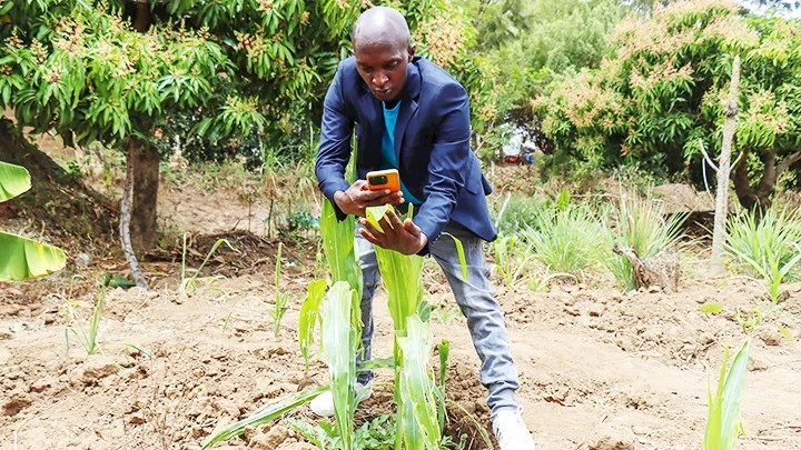 Nông dân Kenya đã biết ứng dụng công nghệ vào trồng trọt. Ảnh: THE GUARDIAN