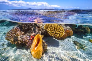 Đã đến lúc loài người chung tay cam kết cứu lấy đại dương.