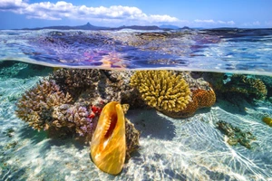 Đã đến lúc loài người chung tay cam kết cứu lấy đại dương.