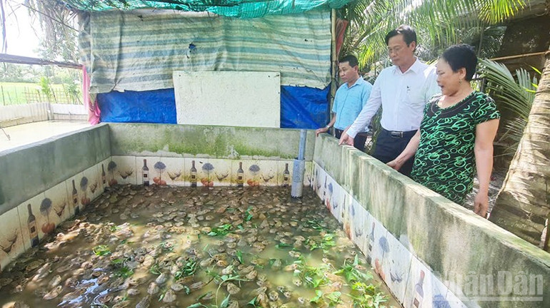 Bí thư Đảng ủy xã Xà Phiên Võ Văn Trung (áo trắng) tham hô hình nuôi ếch của hộ bà Thị Hinh ở ấp 5. ndo_br_10.jpg