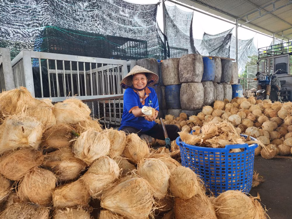 Mặt bằng giá ổn định là nền tảng để ngành dừa xây chuỗi giá trị bền vững.