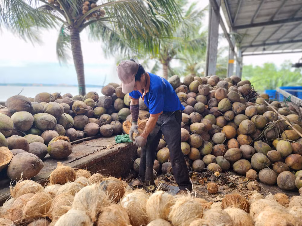 Khu sơ chế dừa của BEINCO.