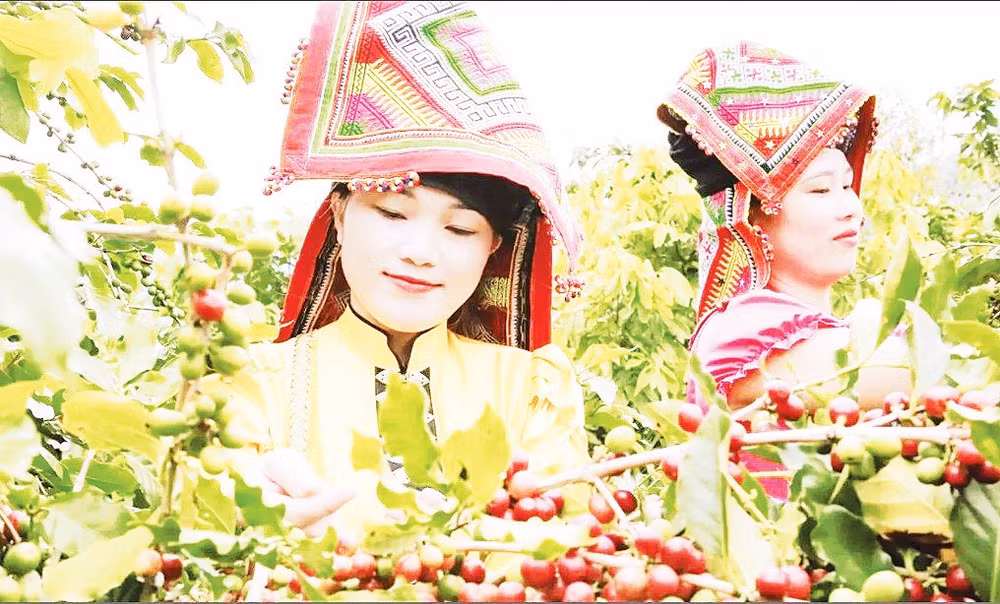 Diện tích vùng trồng cà-phê Arabica ở Sơn La đang có 33.628 ha. Ảnh: Minh Thu