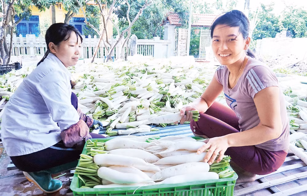 Thủ đô Hà Nội đang phát triển đa dạng các mô hình sản xuất rau an toàn. Ảnh: VĂN HỌC