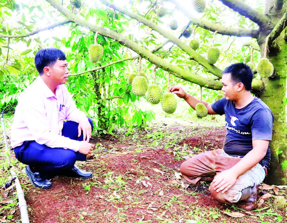 Từ nguồn vốn vay ưu đãi, vườn sầu riêng của gia đình anh Y Grin Knul ở buôn Ka Na A, xã Cư M’gar đã được đầu tư bài bản và cho năng suất cao.