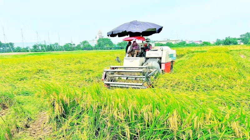 Máy gặt đập liên hợp thu hoạch lúa trên đồng ruộng.