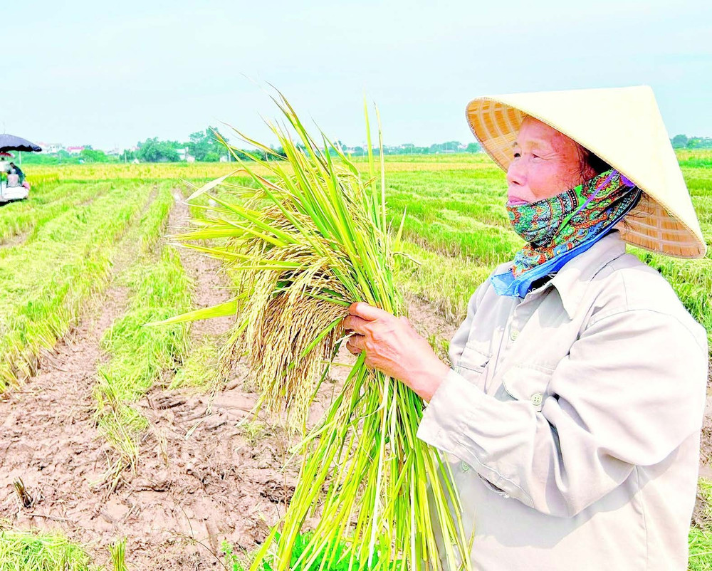 Người nông dân quan sát lúa sau thu hoạch. s.jpg