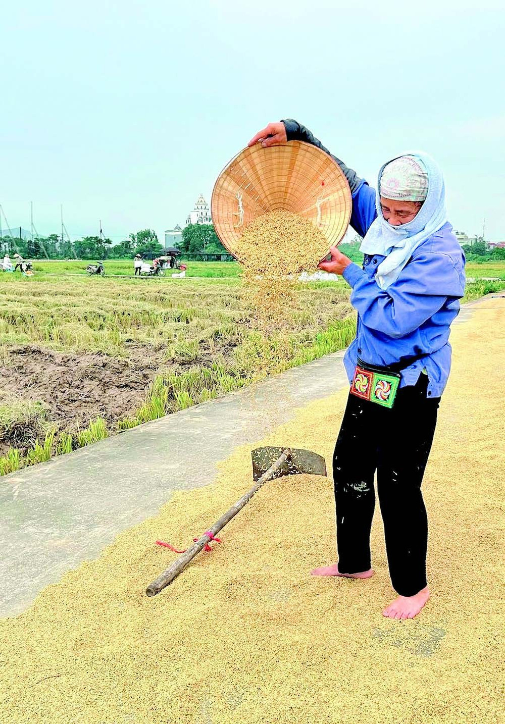 Tranh thủ thời tiết nắng nóng, người dân phơi thóc trên đường giao thông nội đồng. 4.jpg