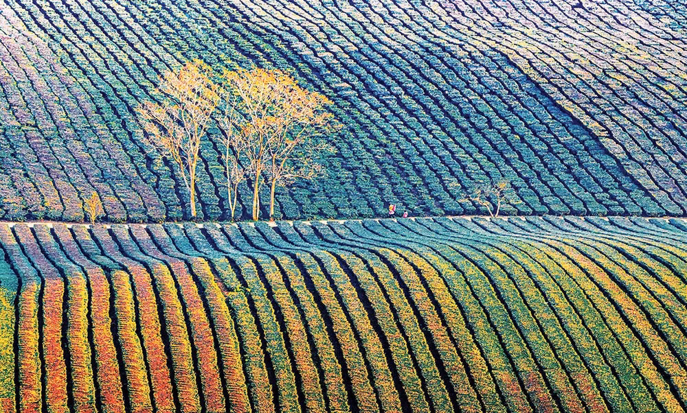 Đồi chè Mộc Châu. (Ảnh Huỳnh Văn Truyền)