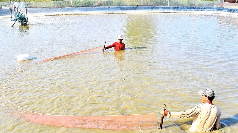 Cà Mau có diện tích nuôi tôm lớn nhất cả nước, là dư địa để doanh nghiệp đẩy mạnh chế biến tôm xuất khẩu.