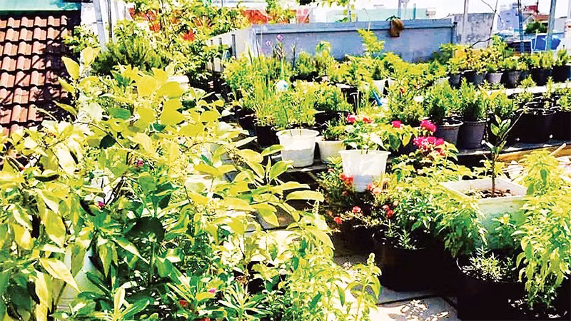 Nhiều gia đình tại Thành phố Hồ Chí Minh tận dụng khoảng không trên mái nhà để tạo ra những vườn rau.